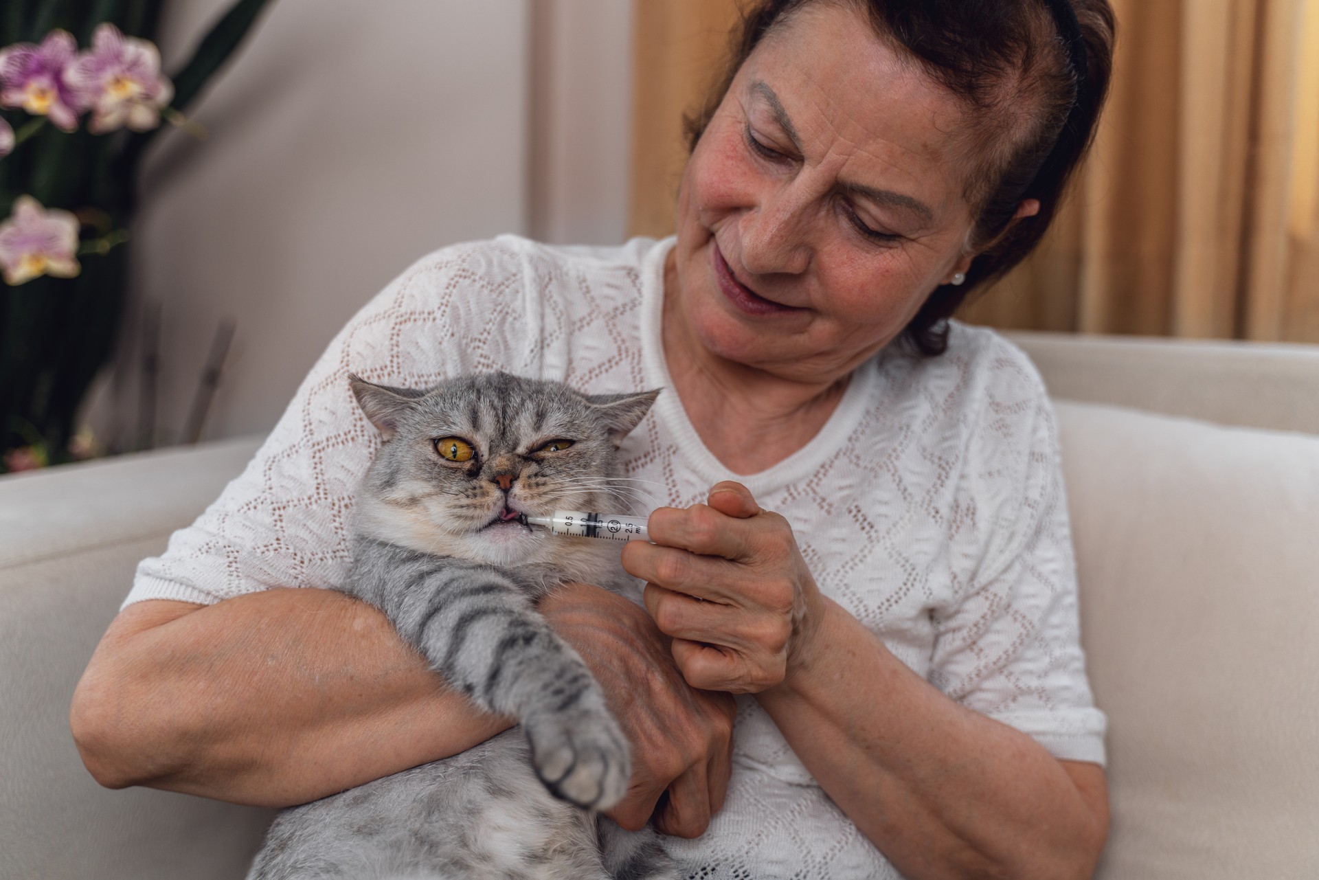 Cat Owner Giving Medicine Drug To cat